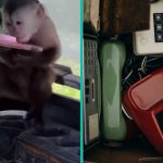 Aap belt 911 en laat politie overkomen om onderzoek in te stellen in de dierentuin