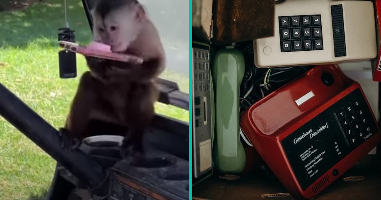 Aap belt 911 en laat politie overkomen om onderzoek in te stellen in de dierentuin