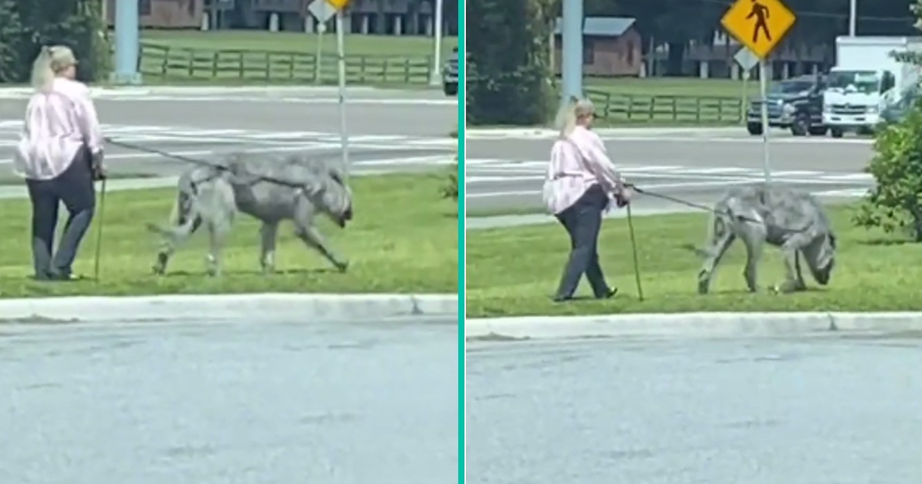 Mensen geschokt nadat een vrouw gespot is met een "super eng" beest!