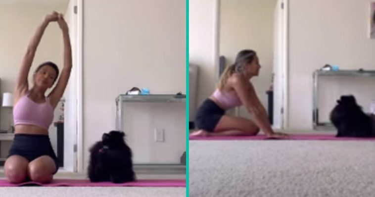 Dame heeft een speciale metgezel tijdens Yoga-sessie: haar hondje!