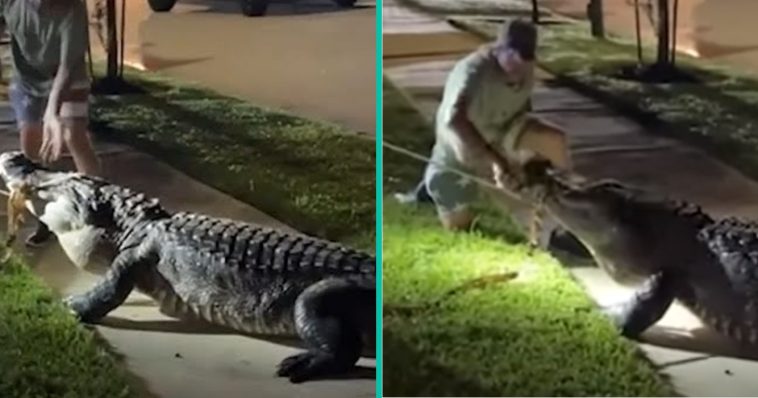 Enorme alligator van 12 voet gevangen in een woonstraat in Amerika