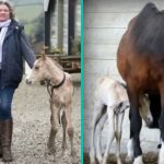 Eigenaar kan ogen niet geloven toen ze ontdekte van wat haar paard beviel