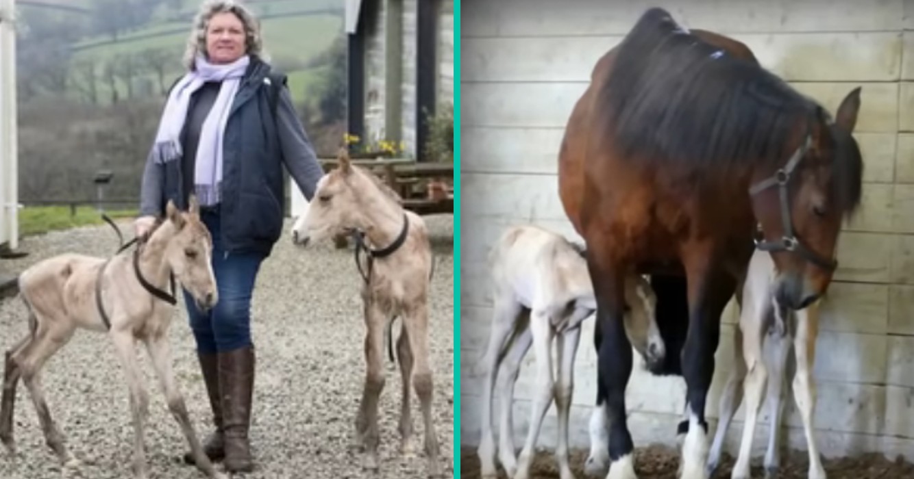 Eigenaar kan ogen niet geloven toen ze ontdekte van wat haar paard beviel