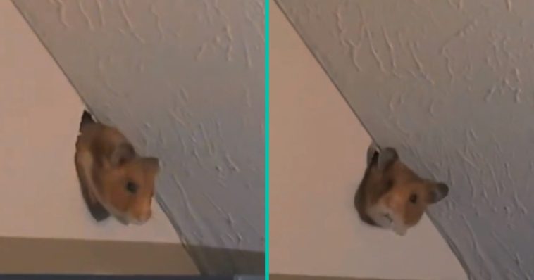 Vrouw geschokt: 'Hamster van haar buren knaagt door muur van haar kamer'