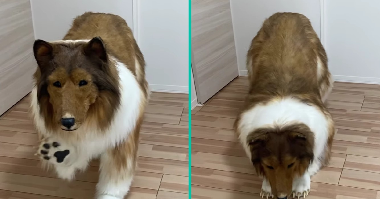 Een hond worden