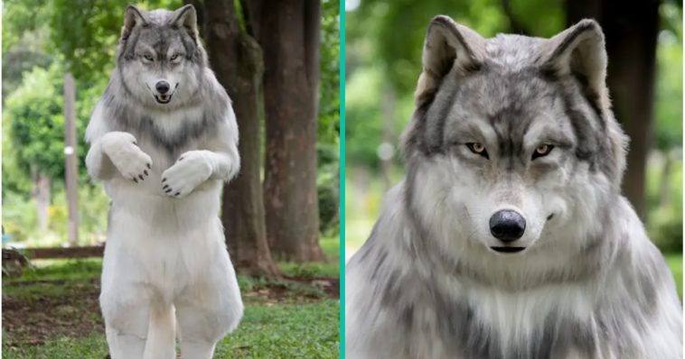 Man die € 21636.11 uitgaf om op een wolf te lijken wil gewoon vrij zijn van menselijke relaties!