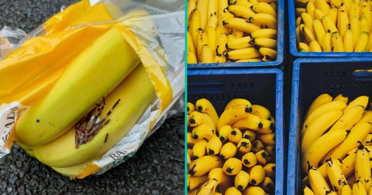 Familie 'getraumatiseerd' na vondst grote spin in bananen!