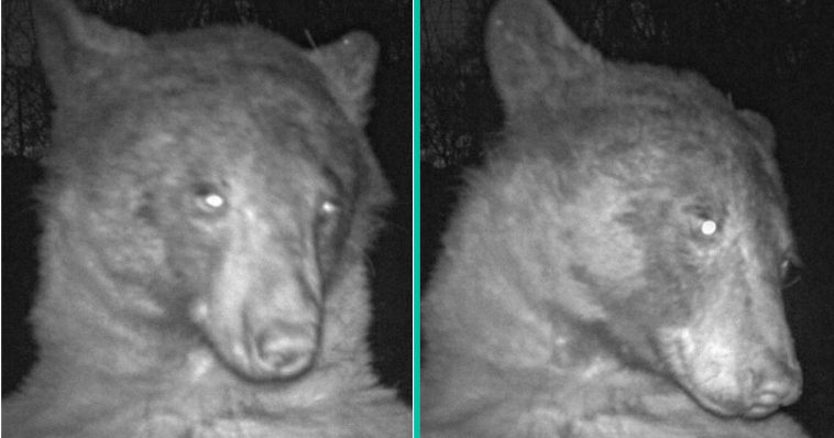 Beer maakt 'selfies' voor camera speciaal voor dieren in het wild!