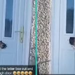 Hond doorkauwt brievenbus