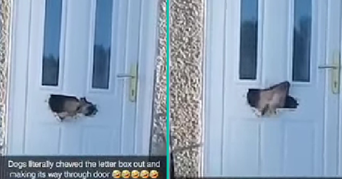Hond doorkauwt brievenbus