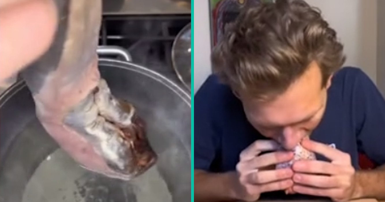 Orgaan van dieren