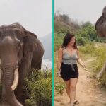 olifant