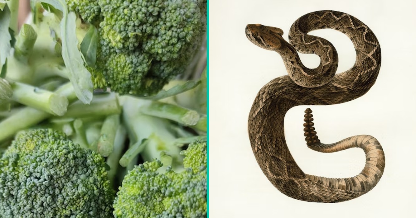 broccoli
