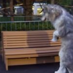 wolf kostuum