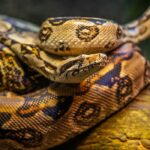 python