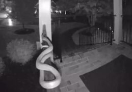 Beangstigende beelden van deurbel camera laten zien hoe een slang over de veranda van huiseigenaar glibbert