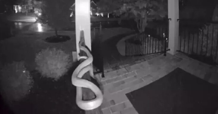 Beangstigende beelden van deurbel camera laten zien hoe een slang over de veranda van huiseigenaar glibbert